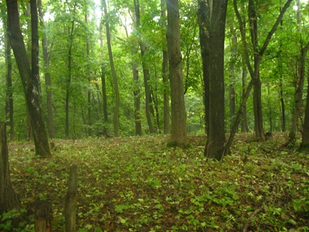 У Бориславі знайшли 7-річного хлопчика, який заблукав у лісі